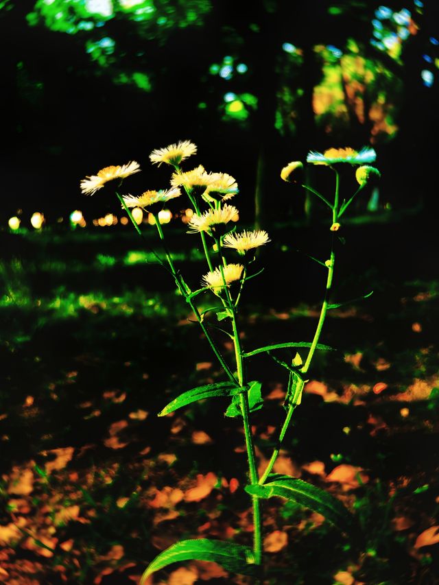 去富陽嘅山上面睇杜鵑花盛開