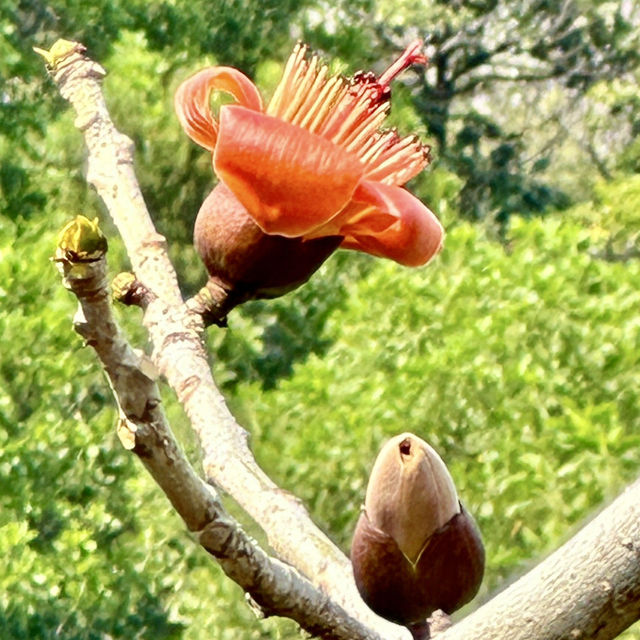 Discover Yunluo Botanical Garden – Guangzhou’s Newest Urban Oasis!
