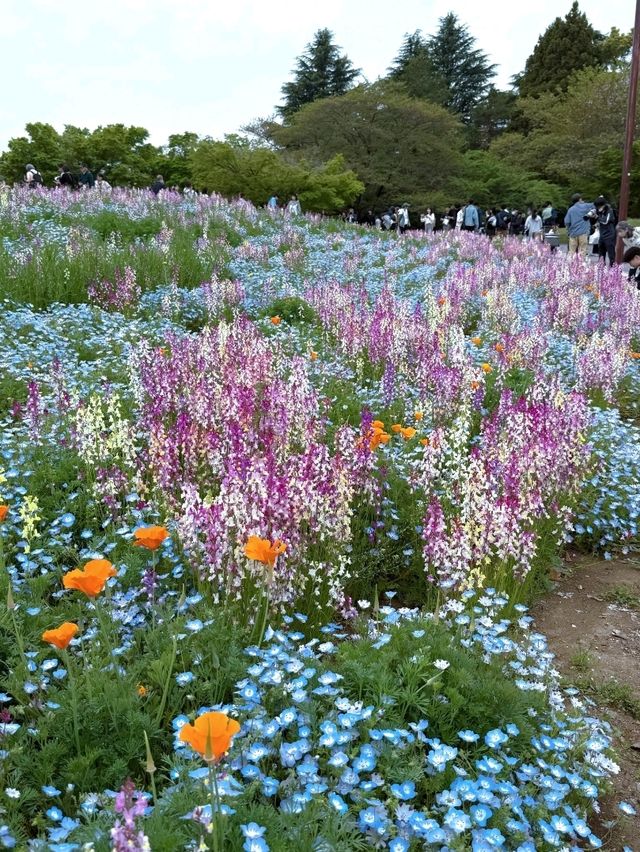 東京昭和紀念公園交通攻略：輕鬆抵達四季花海勝地