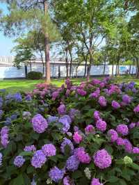 武漢中山公園：繡球花花海夢幻之境