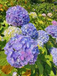 伊豆下田公園 | 繡球花的絕美盛宴