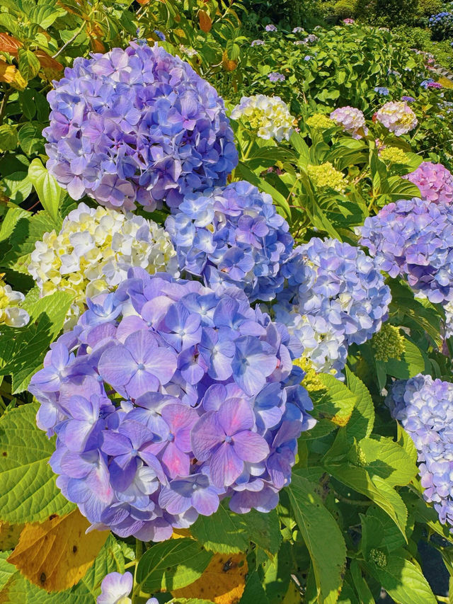 伊豆下田公園 | 繡球花的絕美盛宴