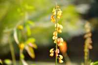 西雙版納熱帶植物園：熱帶植物王國