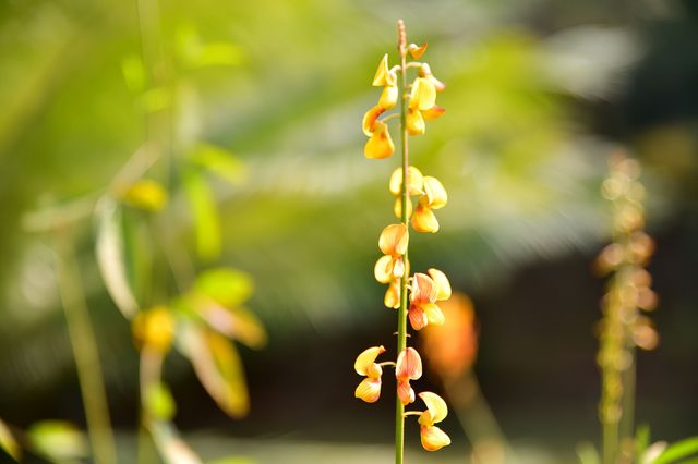 西雙版納熱帶植物園：熱帶植物王國