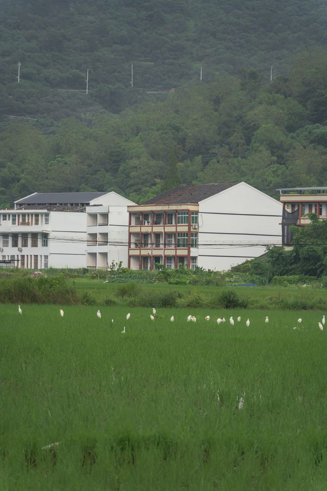 溫州拍照新熱點！平陽稻田嘅浪漫，藏喺夏日晚風裡