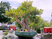 Zhejiang Taoist Temple Tour: Where Mountains Become Pillars to Heaven and Alchemy Meets Philosophy