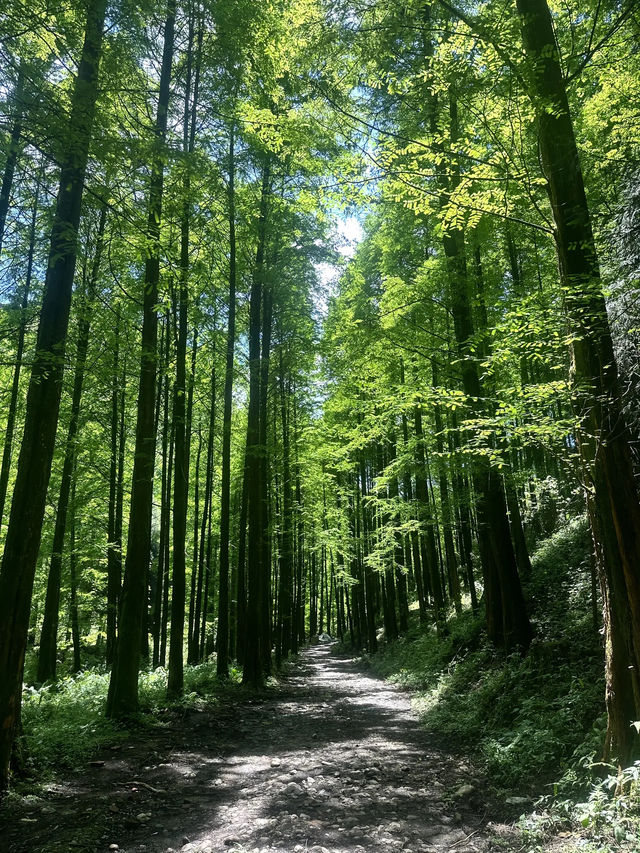 成都1.5小時直達！藏喺深山嘅綠野仙蹤秘境