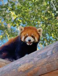 暑假帶小朋友衝北京野生動物園？先mark低呢間「夢幻之選」！