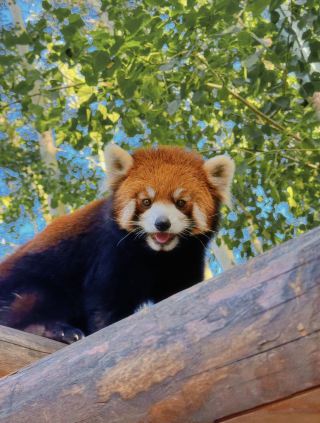 Planning a summer trip to Beijing Wildlife Park with kids? Bookmark this dream hotel first!