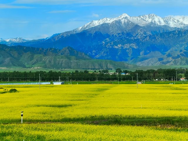 油菜花嘅金黃同青山藍天白雲相映成趣~~門源油菜花海