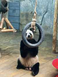 2025年暑假深圳野生動物園避坑指南