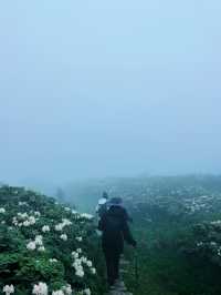大理蒼山：七月尾嘅杜鵑花