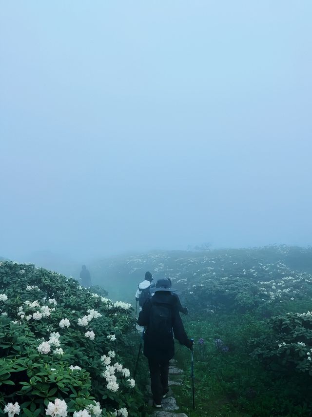 大理蒼山：七月尾嘅杜鵑花