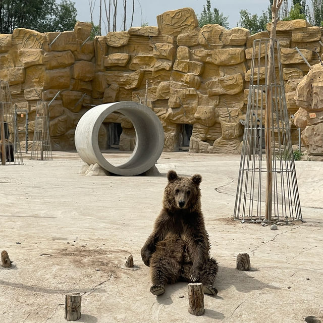 Shenzhou Desert Wildlife Zoo - 神州荒漠野生动物园!