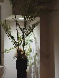 日光隨機灑落窗外老屋綠植之間，如夢境般奇幻。