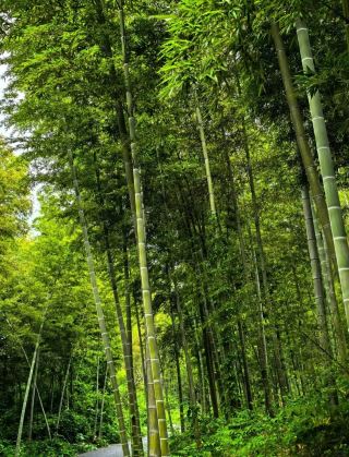Hengyang Highlights Tour: Ultimate Guide to 9 Must-Visit Attractions