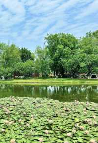 錦城湖公園 | 成都嘅城市綠肺與休閒寶地