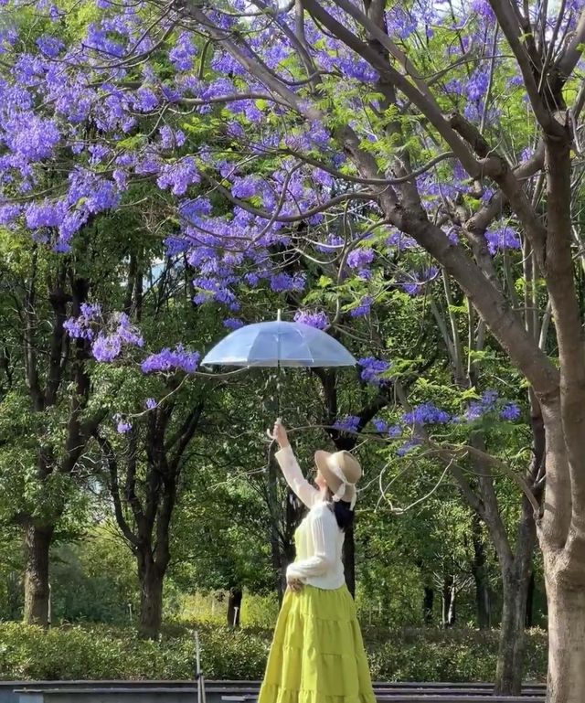 夏風、綠意、同免費嘅靚景係昆明嘅夏天
