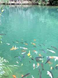 上海出發週末2日1夜玩桐廬｜大奇山必衝馬嶺古道勸退