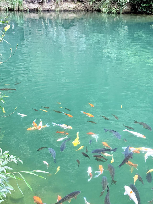 上海出發週末2日1夜玩桐廬｜大奇山必衝馬嶺古道勸退