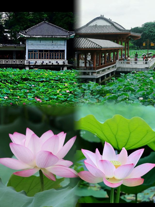 廣州夏日賞荷，人少景靚仲初戀