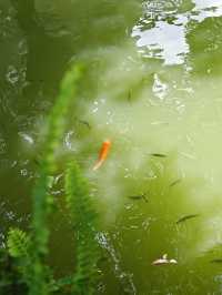 錯過就蝕底！紹興呢個冷門古鎮真係好適合發呆