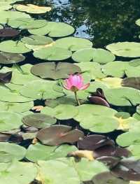 誤入森林秘境/盛夏時節嘅古華園