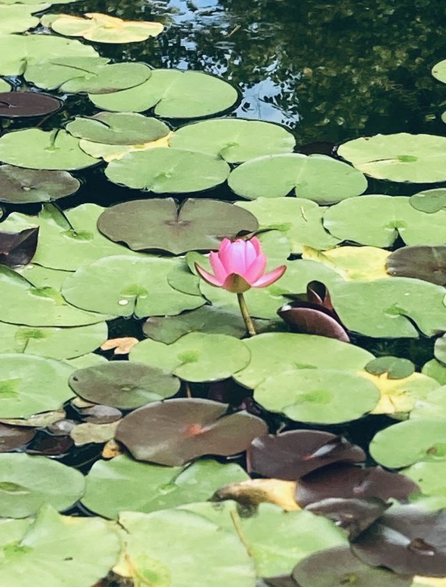 誤入森林秘境/盛夏時節嘅古華園