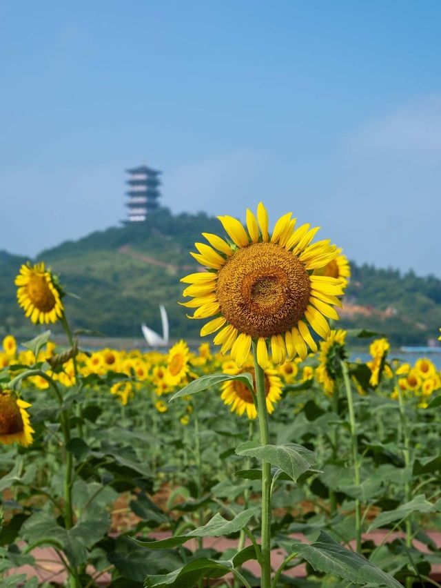 合肥周邊絕美花海秘境! 合肥周邊絕美花海秘境!