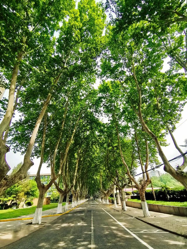 這些林蔭大道，藏着西安最動人的煙火與時光
