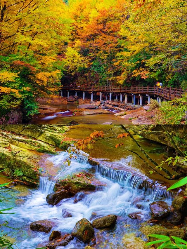 光霧山紅葉期告急