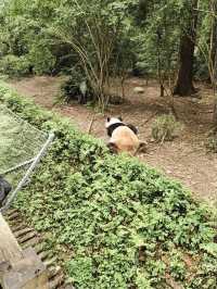 1天包車遊成都,玩遍經典不踩雷。