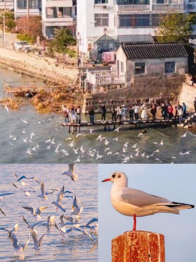 奔赴太湖，邂逅秋日浪漫盛宴