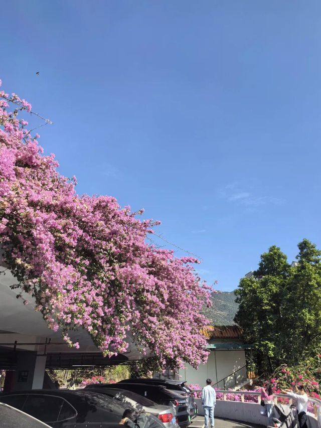 週末遛娃好去處，美爆天際的仙湖植物園。