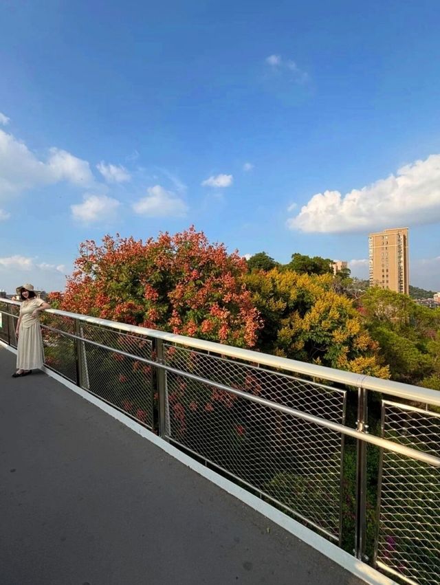廈門秋日限定！空中步道欒樹花海盛放，人少好拍附住宿攻略