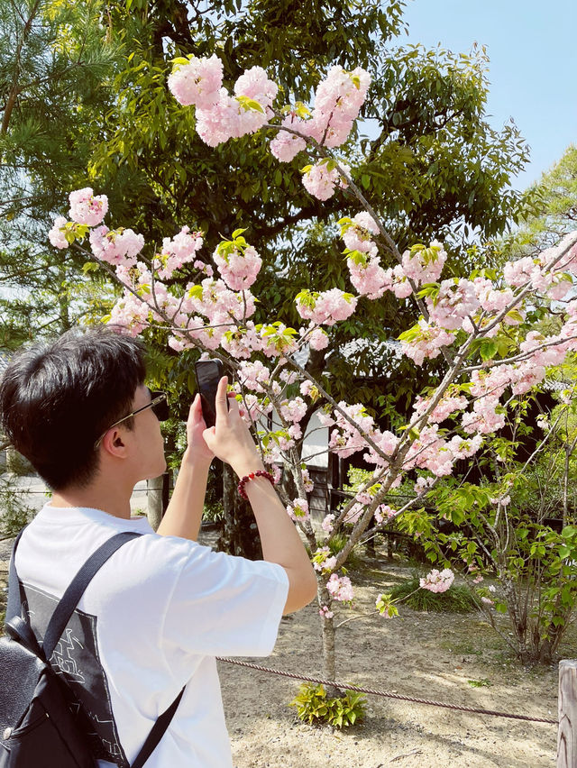 🌸 Throwback | Tokyo Sakura Chronicles: Where Temples & Parks Dance in Pink! 🌸 🌸 Throwback | Tokyo Sakura Chronicles: Where Temples & Parks Dance in Pink! 🌸