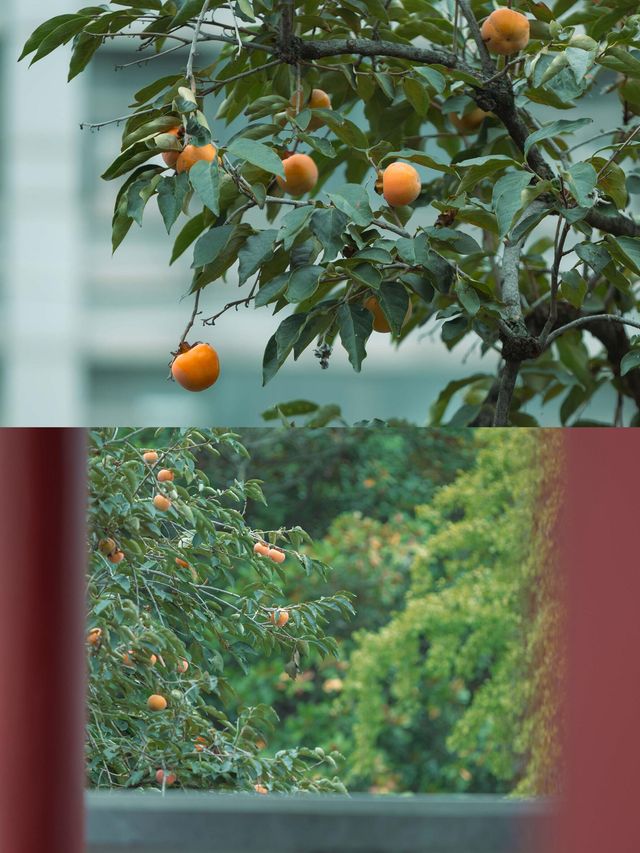 柿紅雀滿枝｜南京毗盧寺