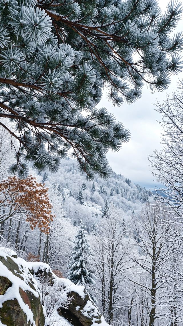 嵩山雪景仙境大公開！錯過再等365天