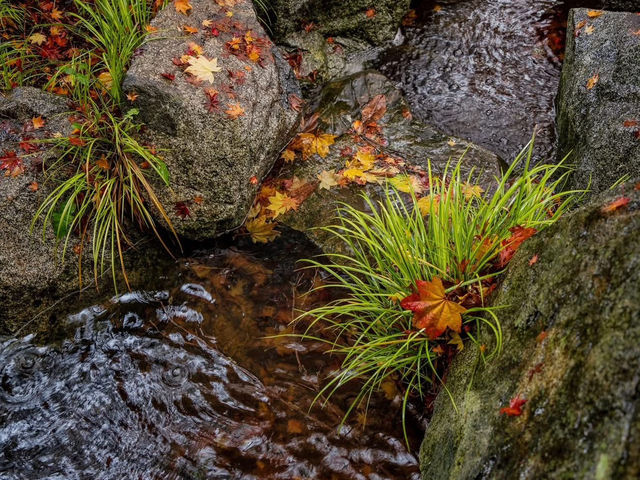 Solo in a Hidden Vancouver Gem: The Momiji Garden at Hastings Park