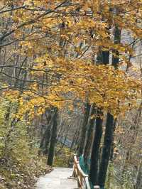 金色秋景醉老界嶺