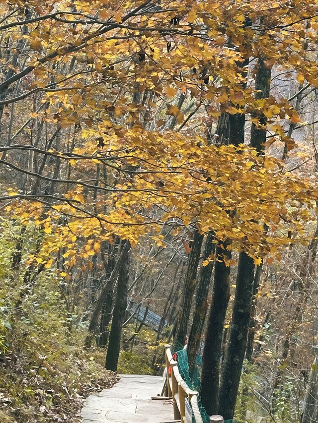 金色秋景醉老界嶺 金色秋景醉老界嶺