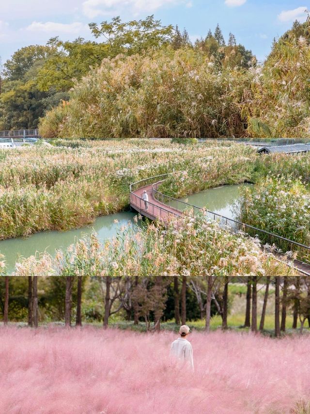 11月的下渚湖，是秋天最治癒的打開方式！