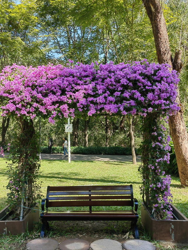 洪湖公園打卡|遛彎觀鳥拍荷花的治癒半日遊 洪湖公園打卡|遛彎觀鳥拍荷花的治癒半日遊