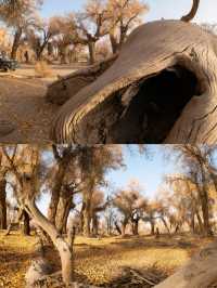 新疆胡楊林最佳觀賞攻略金色秘境&自駕避坑指南