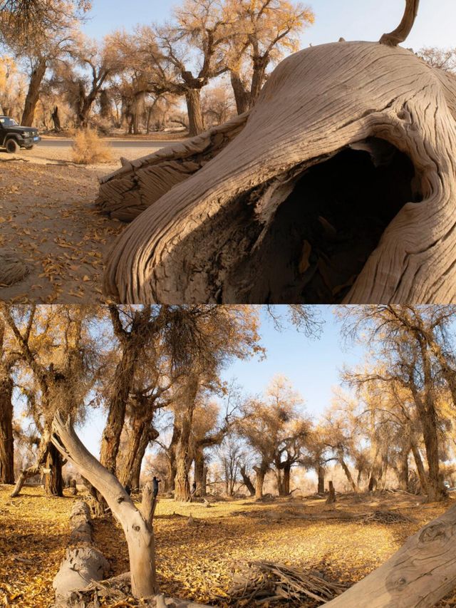 新疆胡楊林最佳觀賞攻略金色秘境&自駕避坑指南 新疆胡楊林最佳觀賞攻略金色秘境&自駕避坑指南