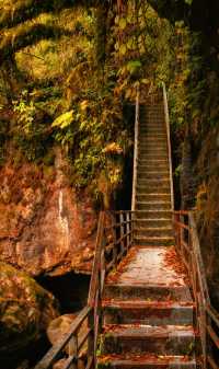 成都周邊2.5h，秋日童話限時返場！