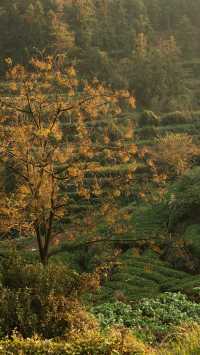 新昌,回山秋景已經藏不住了快衝呀