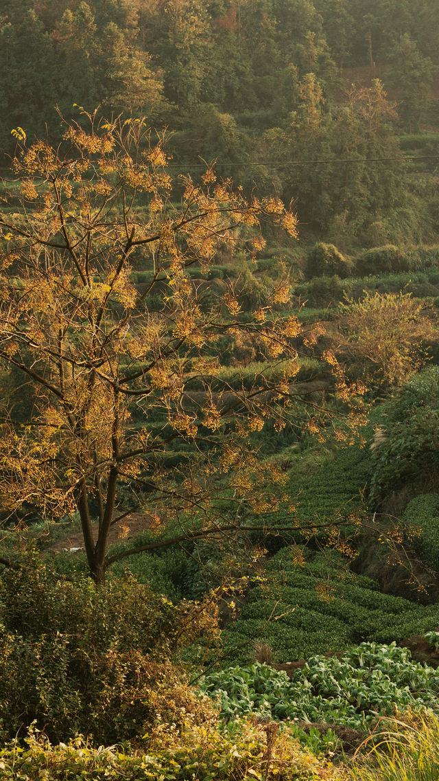 新昌,回山秋景已經藏不住了快衝呀 新昌,回山秋景已經藏不住了快衝呀
