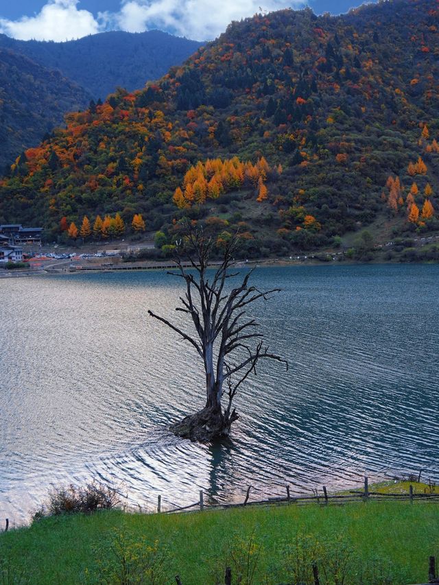 成都向北2h!闖入免費彩林秘境,邂逅川版喀納斯 成都向北2h!闖入免費彩林秘境,邂逅川版喀納斯