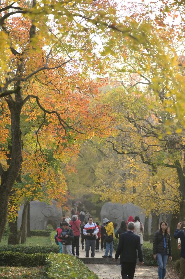 南京11月賞秋攻略：10個寶藏地直接衝，超出片！